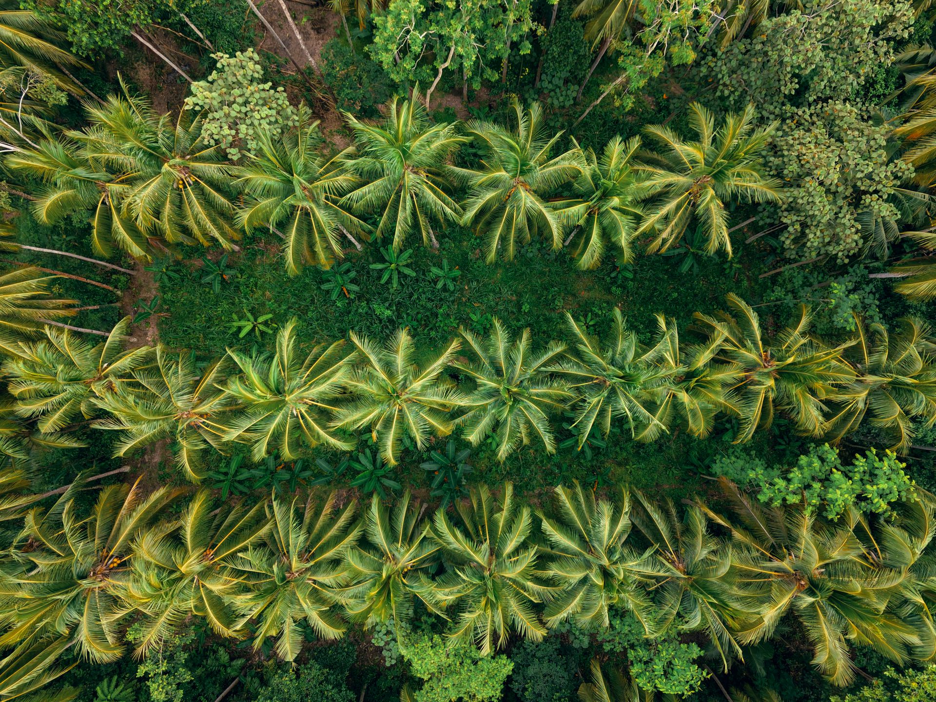 Aerial drone view of a lush Indonesian coconut plantation canopy