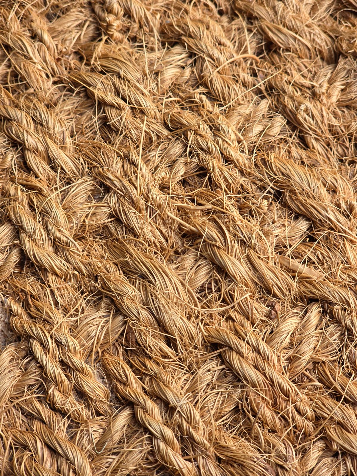 Natural coconut coir fiber prepared for industrial grading and baling