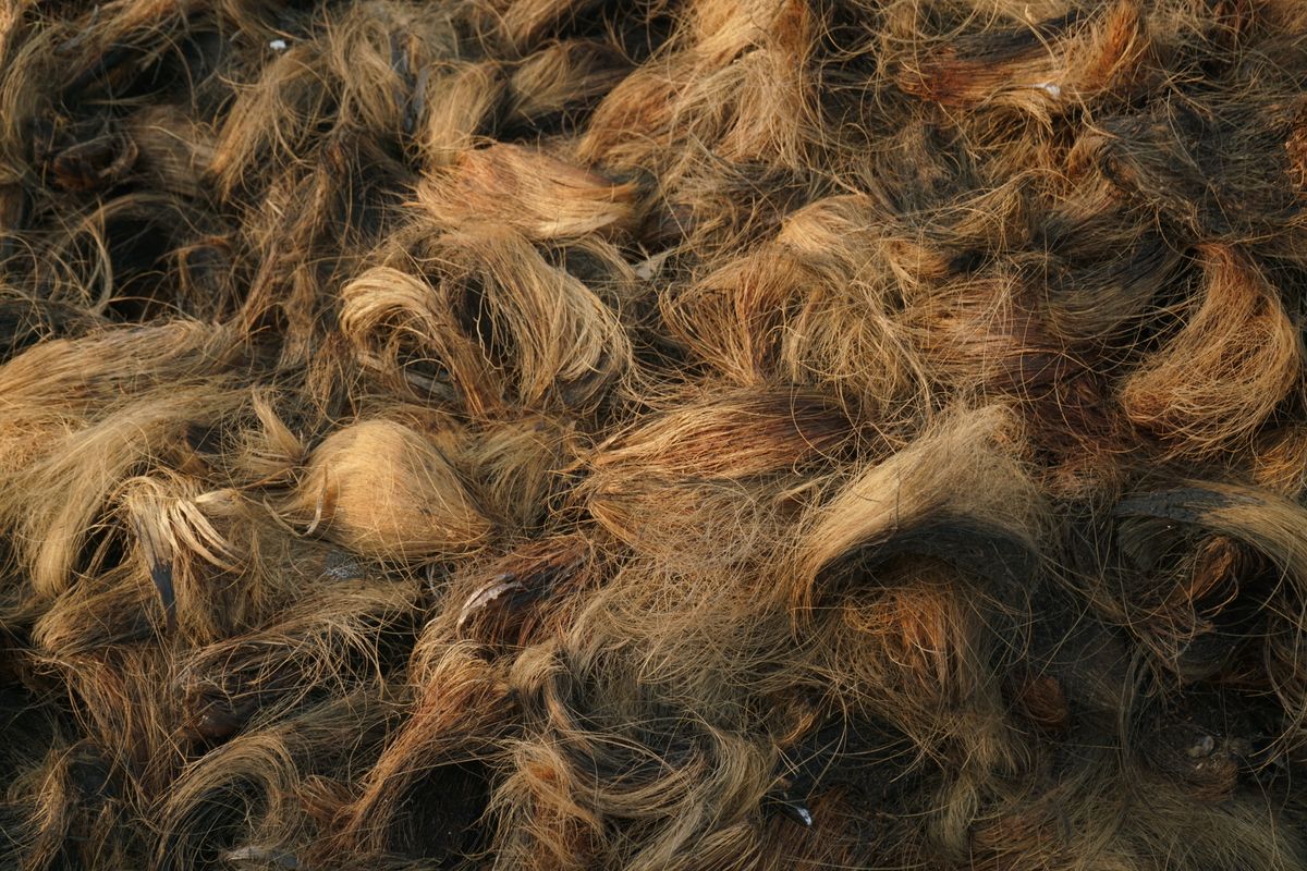 Close-up texture of golden-brown coco fiber, sorted and ready to bale