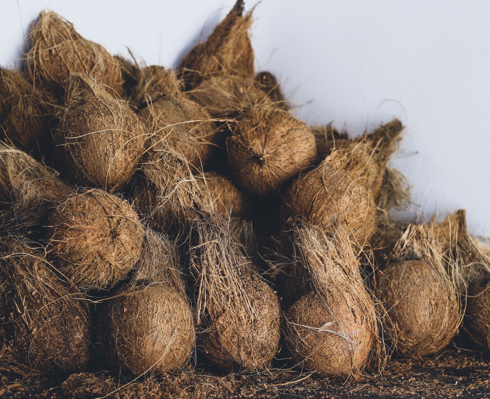 Husked coconuts stacked at an Indonesian coir yard — the raw material for coir
