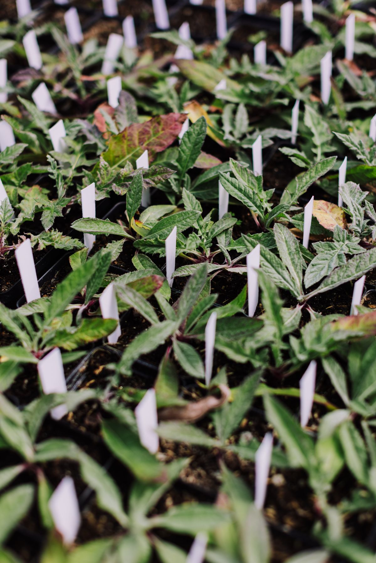 Rows of seedlings growing in propagation trays inside a greenhouse